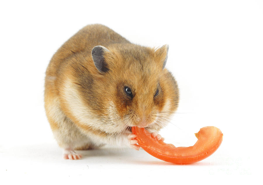 Animal Photograph - Hamster Eating Tomato by Jane Burton