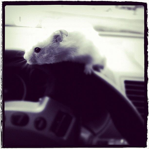 Cute Photograph - Hamster On The Wheel (pun Intended) by Maura Aranda