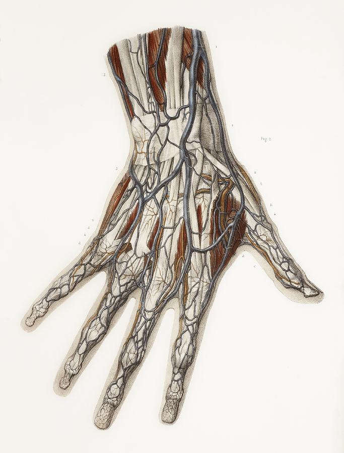 anatomy drawing Archives - Roberto Osti's Web Site