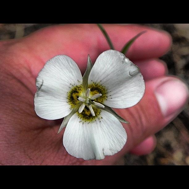 Flower Photograph - Hand Flower by Brian Turner