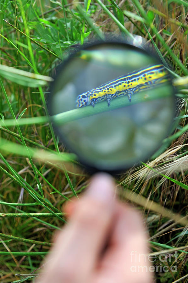 Hand with magnifying glass looking at a worm on grass Photograph by Sami Sarkis