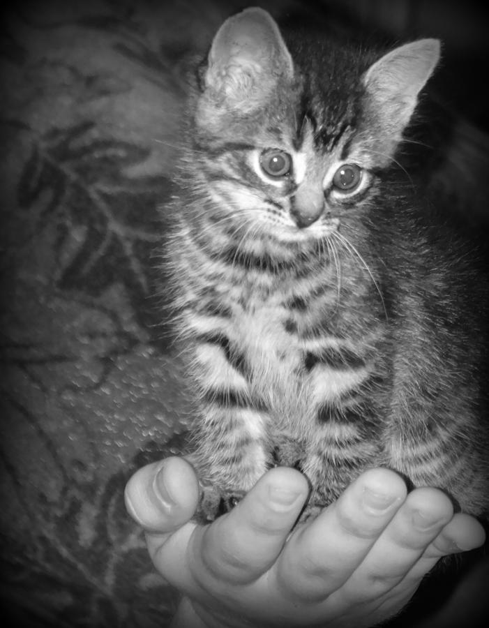 Black And White Photograph - Handful of Cute by Dark Whimsy