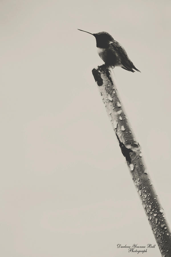 Hummingbird Photograph - Handled by Darlene Bell