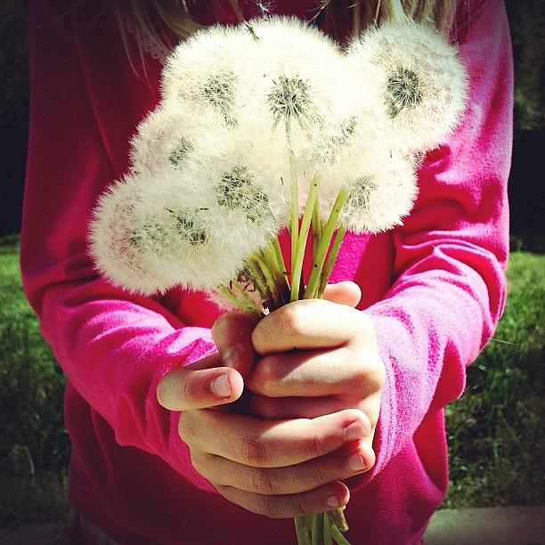 Spring Photograph - Hands Full Of Wishes by Misty D