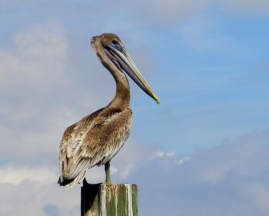 Handsome Brown Pelican Photograph by Judy Wanamaker