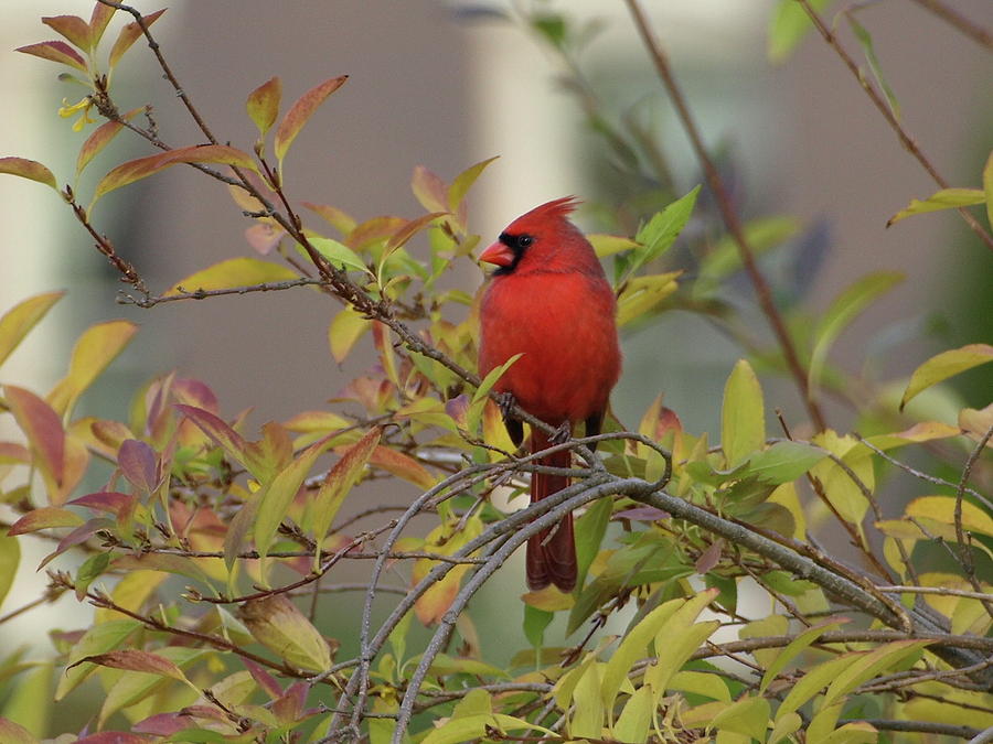 Handsome Cardinal Photograph by Jeffrey Peterson