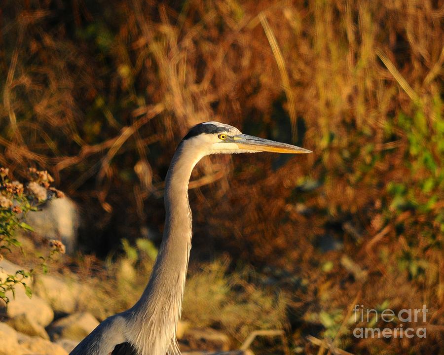 Heron Photograph - Handsome Heron by Al Powell Photography USA