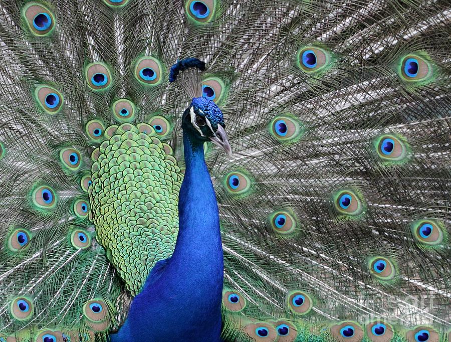 Peacock Photograph - Handsome Peacock by Sabrina L Ryan