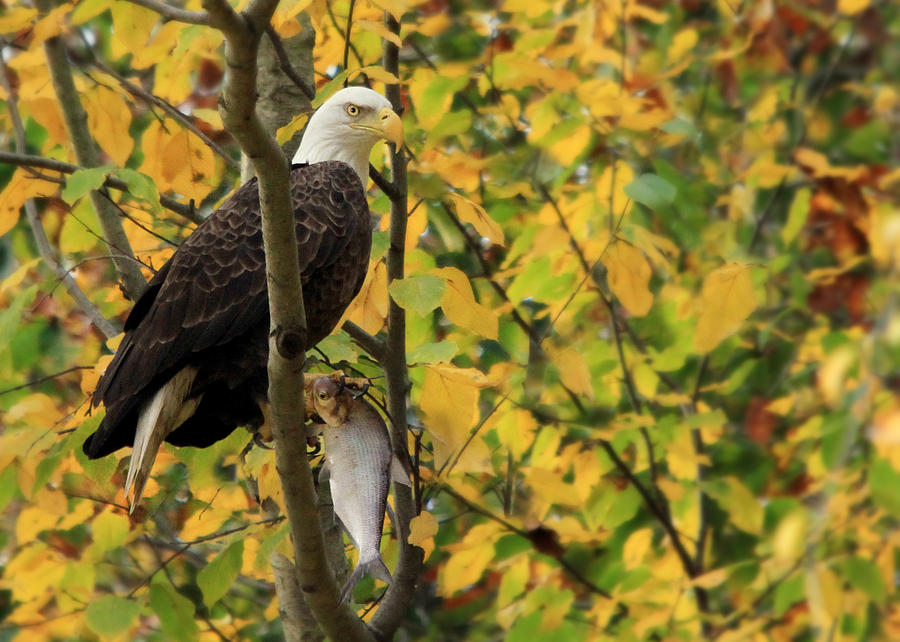 Eagle Photograph - Hang Around for Dinner by Lori Deiter