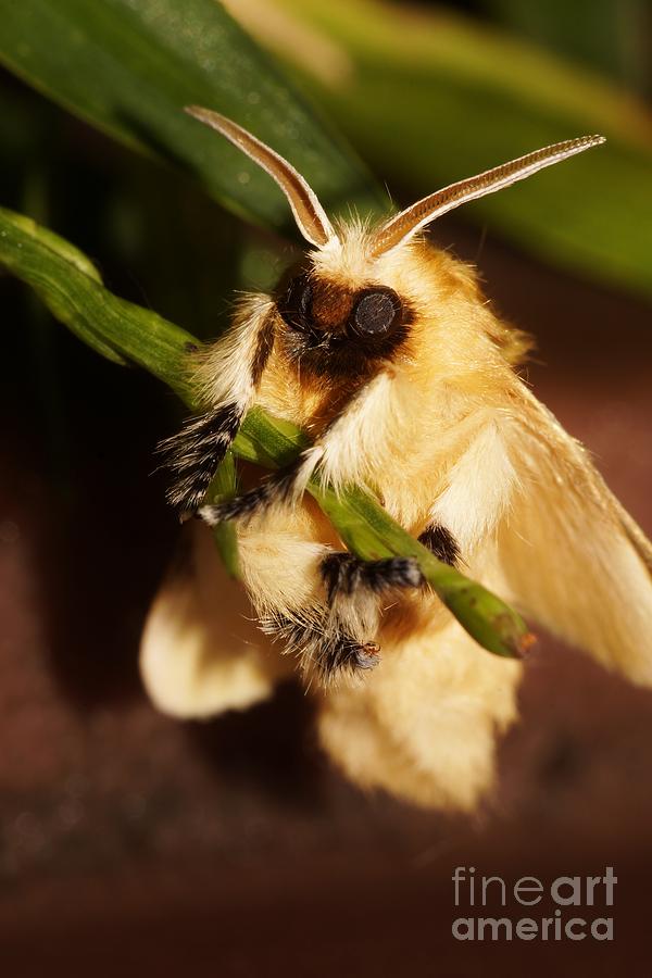 Insects Photograph - Hang In There Baby by Lynda Dawson-Youngclaus
