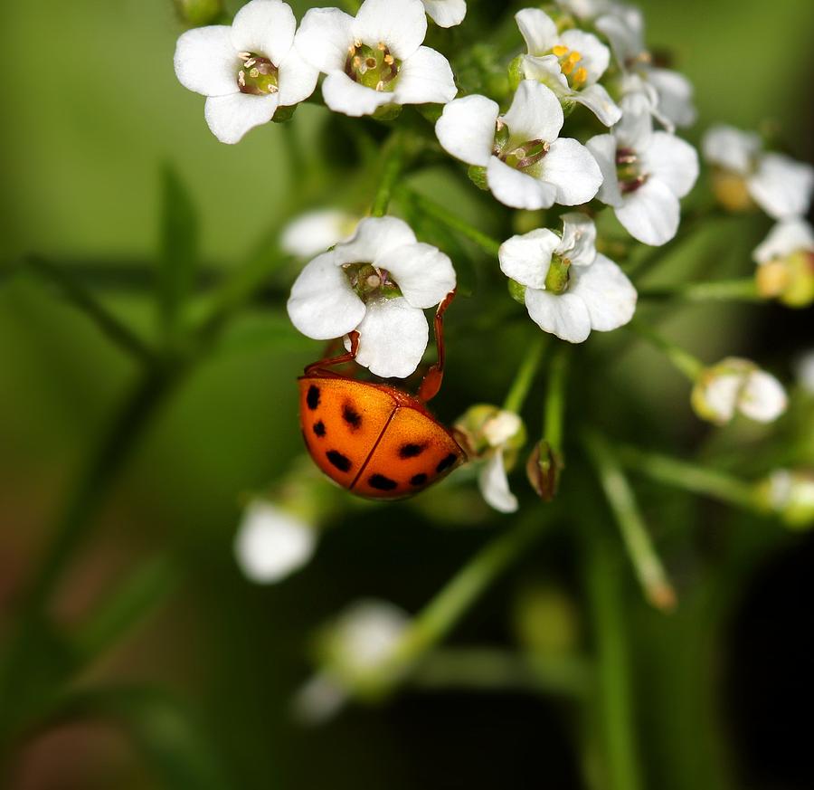 Hang In There Ladybug Photograph by Tracie Schiebel