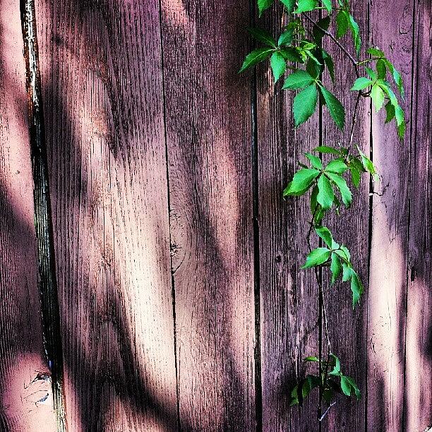 Nature Photograph - Hangin Around. #fence #vine #leaves by Jess Gowan