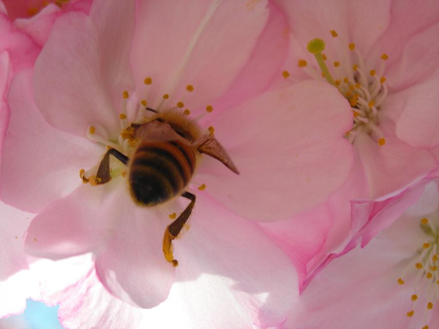 Nature Photograph - Hangin with the Honey Bee by Stacy Lanyon Nature Photograph - Hangin with the Honey Bee by Stacy Lanyon