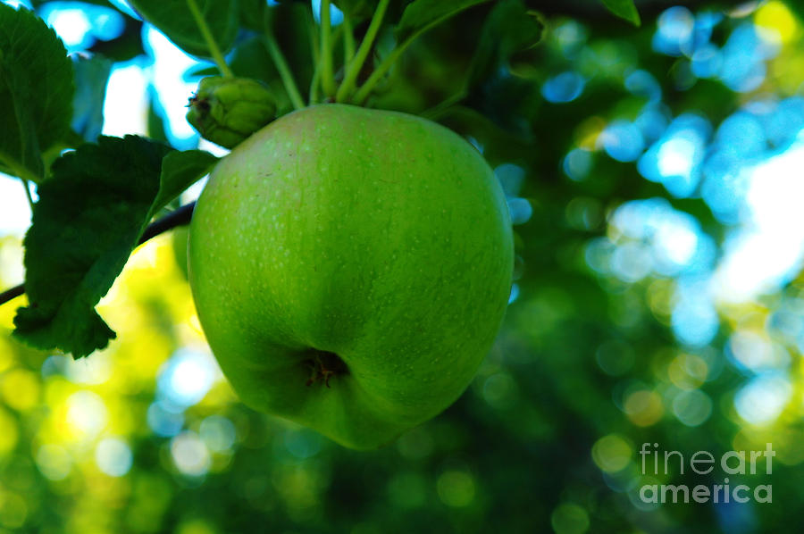 Apple Photograph - Hanging Apple  by Jeff Swan