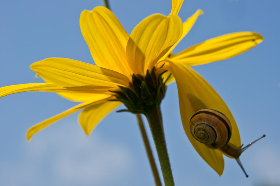 Snail Photograph - Hanging Around by Edward Myers Snail Photograph - Hanging Around by Edward Myers