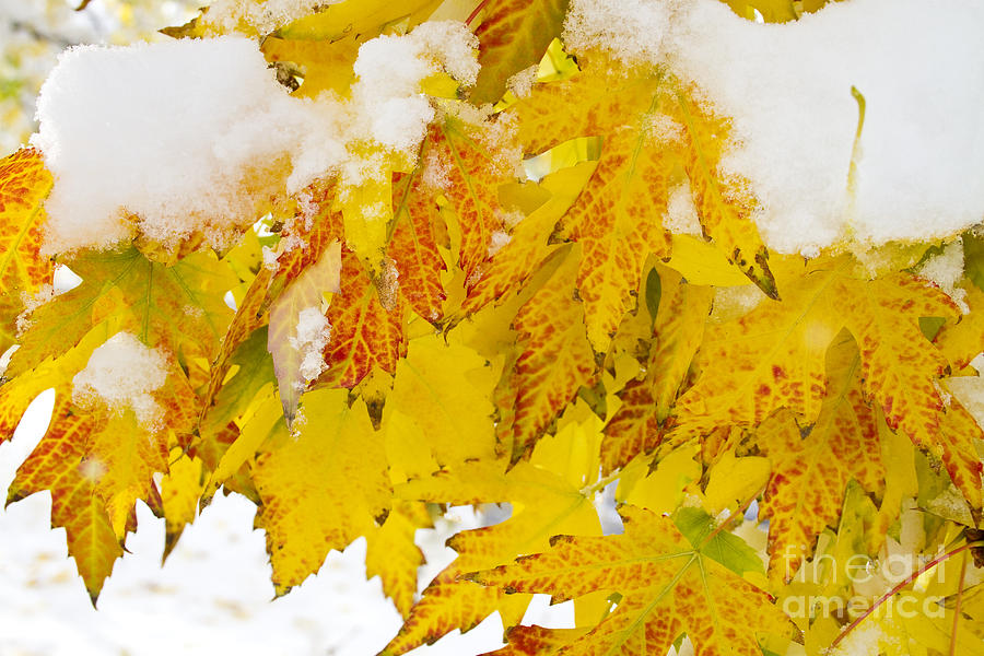 Nature Photograph - Hanging Autumn leaves with Snow by James BO Insogna
