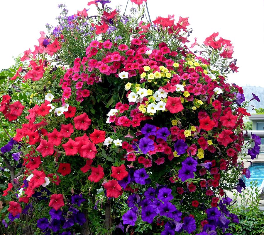 Hanging Basket Photograph by Will Borden - Fine Art America