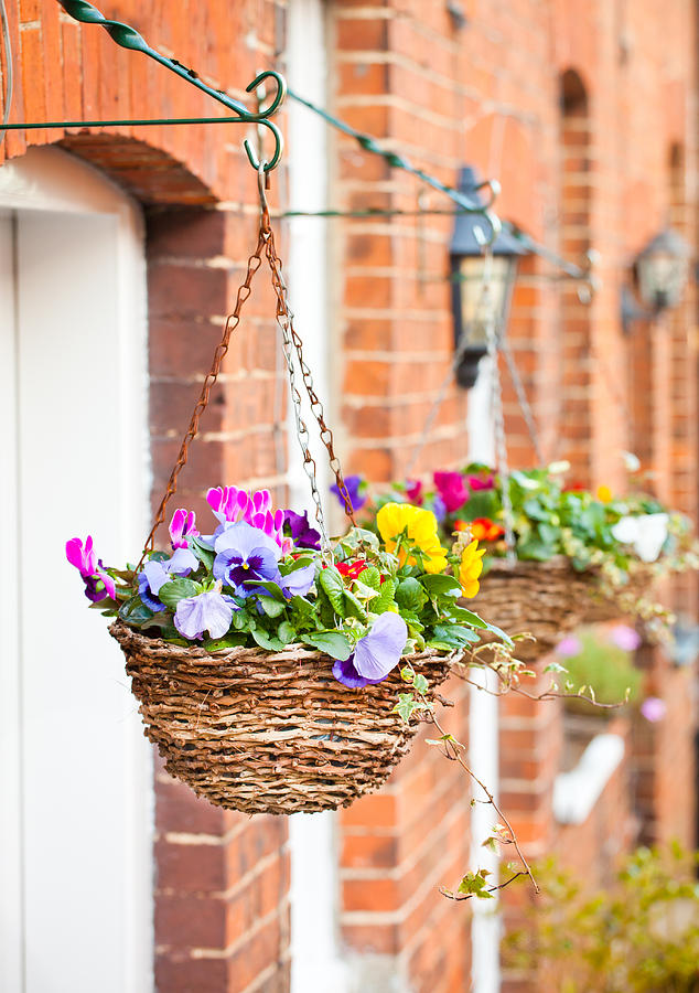 Flower Photograph - Hanging baskets by Tom Gowanlock