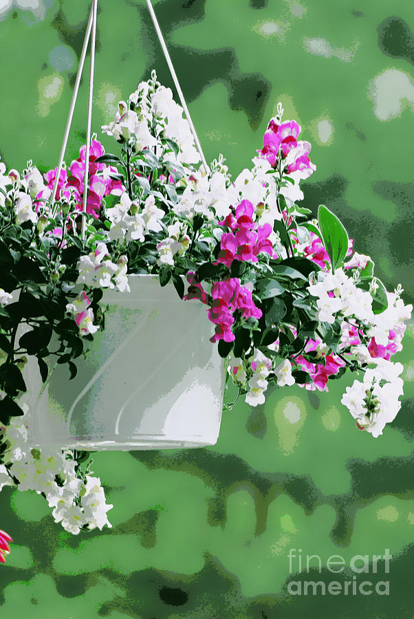 Hanging Flower Basket  Photograph by Lila Fisher-Wenzel
