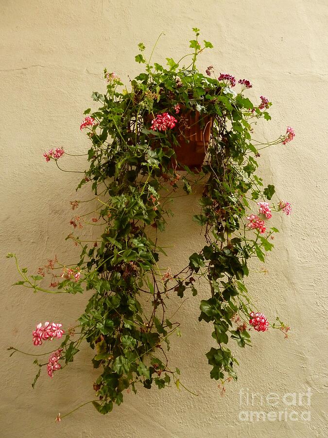 Hanging Flower Basket Photograph by Patricia Strand