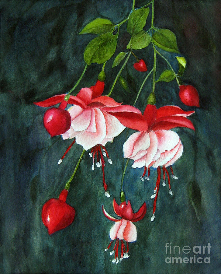 Hanging Fuchsia - Watercolor Painting by Jean A Chang