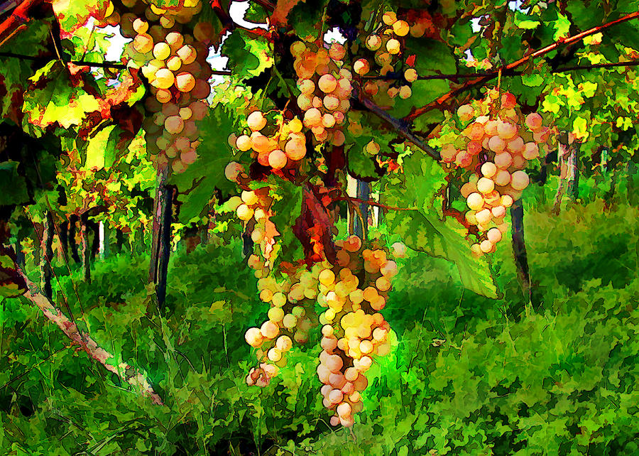 Wine Painting - Hanging Grapes on the Vine by Elaine Plesser