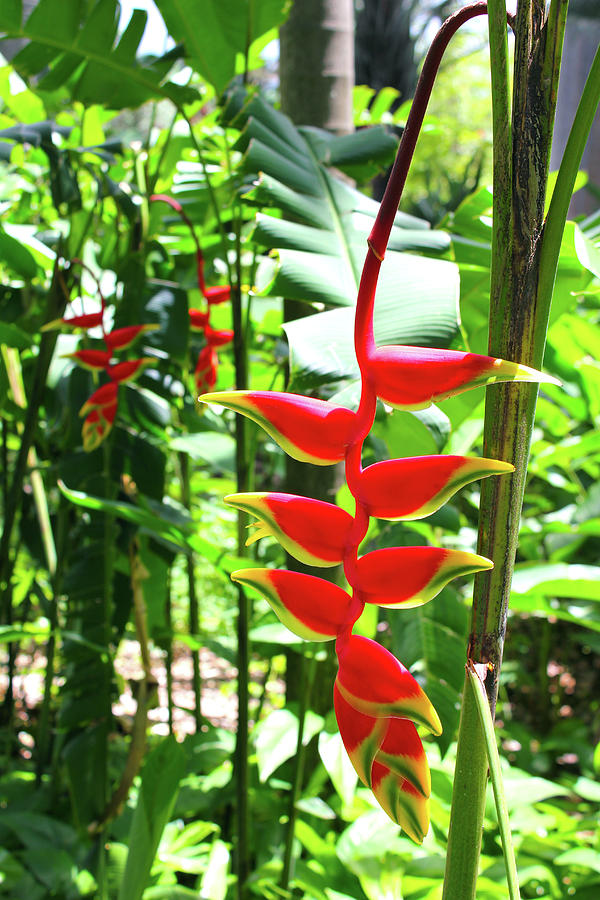 Hanging Heliconia Photograph by Gale Taylor