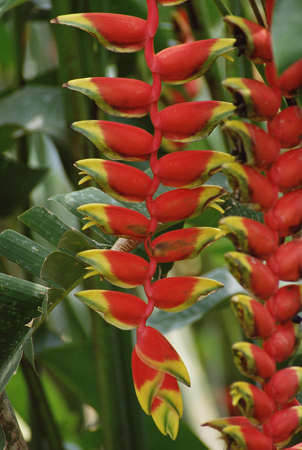 Hanging Heliconia Heliconia Rostrata Photograph by Gerry Ellis