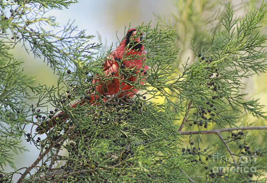 Cardinal Photograph - Hanging In The Cedar by Deborah Benoit
