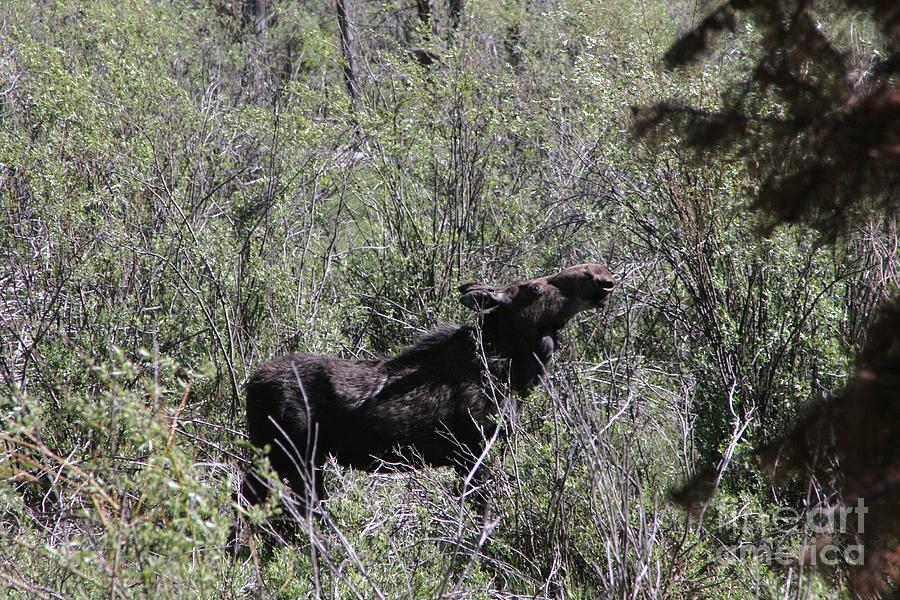 Hanging Loose Moose Photograph by A Stamp - Fine Art America