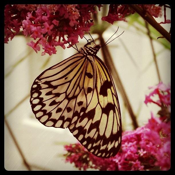Butterfly Photograph - Hanging on by Beth Green