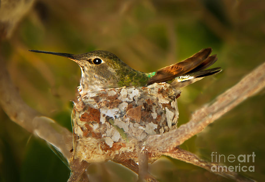 Hummingbird Photograph - Hanging On by Robert Bales
