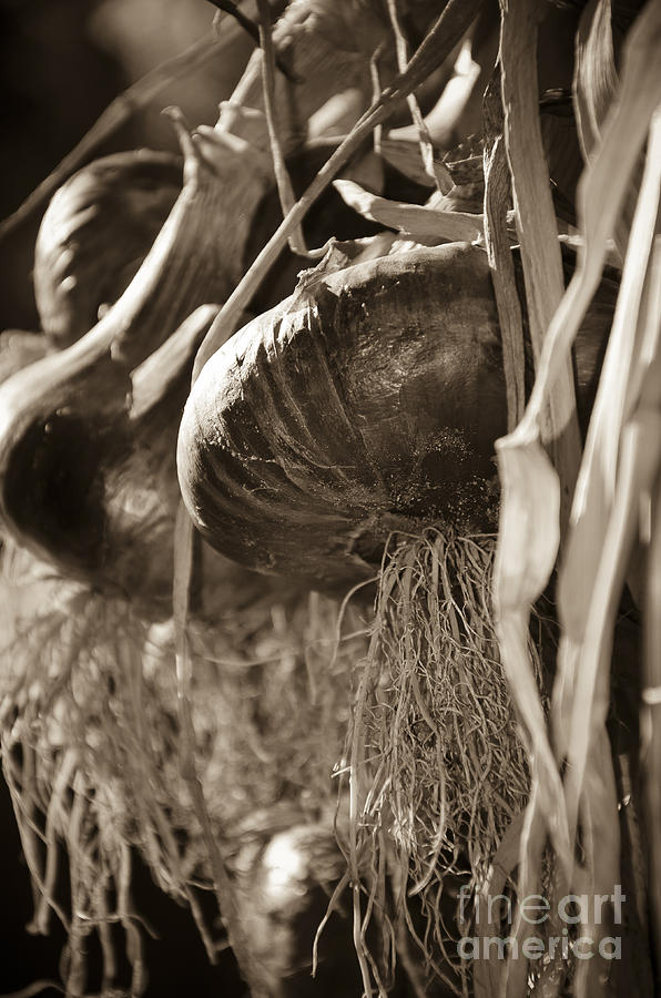 Hanging Onions Sepia Photograph by Jim And Emily Bush