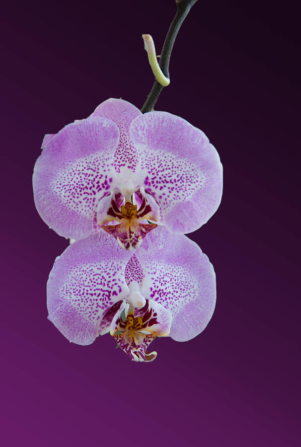 Hanging Orchids Photograph by Matthew Bamberg