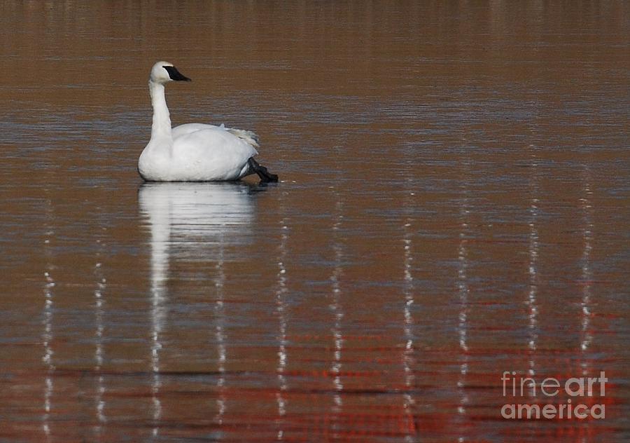 Swan Photograph - Hanging Out by Joy Bradley