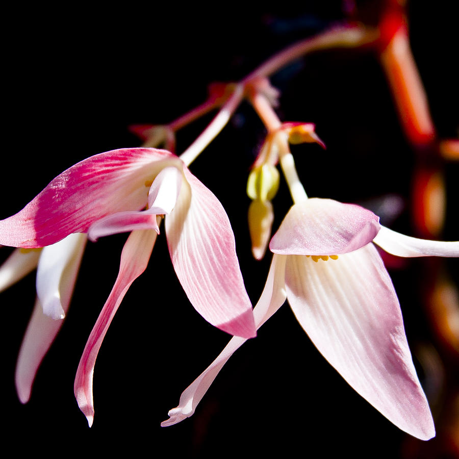 Nature Photograph - Hanging Pink by David Patterson