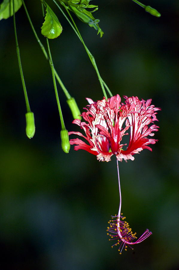 Hanging Coral Hibiscus Photograph by Lehua Pekelo-Stearns