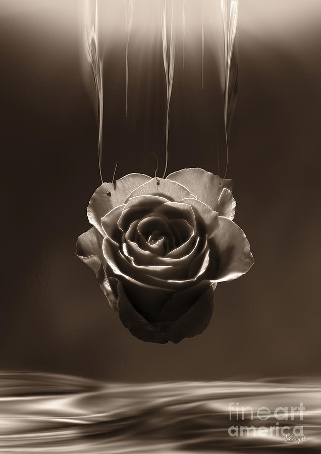 Hanging rose Digital Art by Johnny Hildingsson