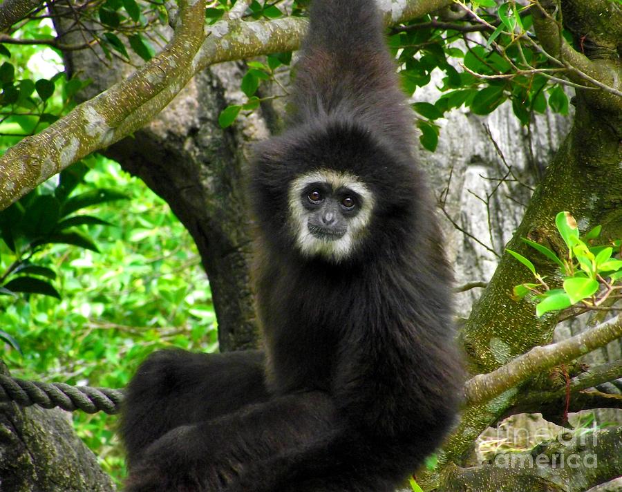 Monkey Photograph - Hanging by Shawna Gibson
