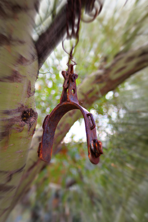Hanging Spur Photograph by Jo Sheehan