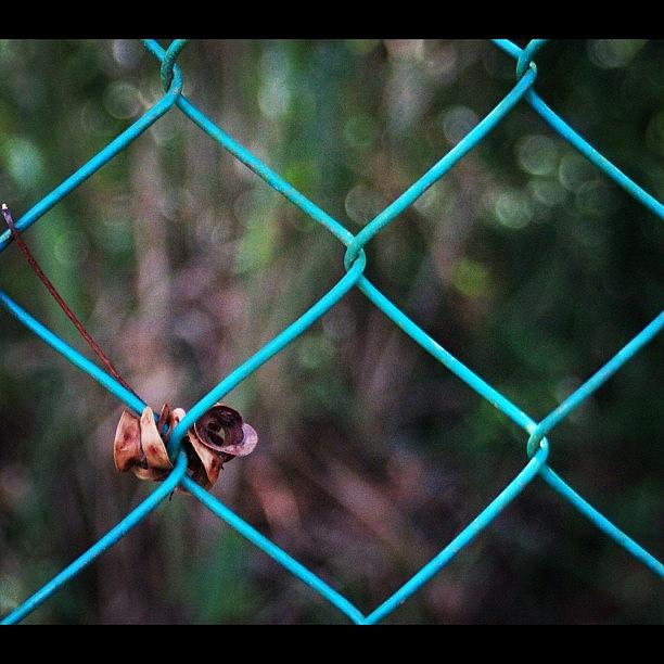 Nature Photograph - Hanging To The Fence, By My Lens by Ahmed Oujan