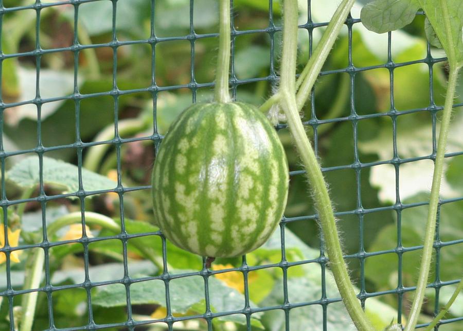 Hanging Watermelon Plant Photograph by Barbara S Nickerson