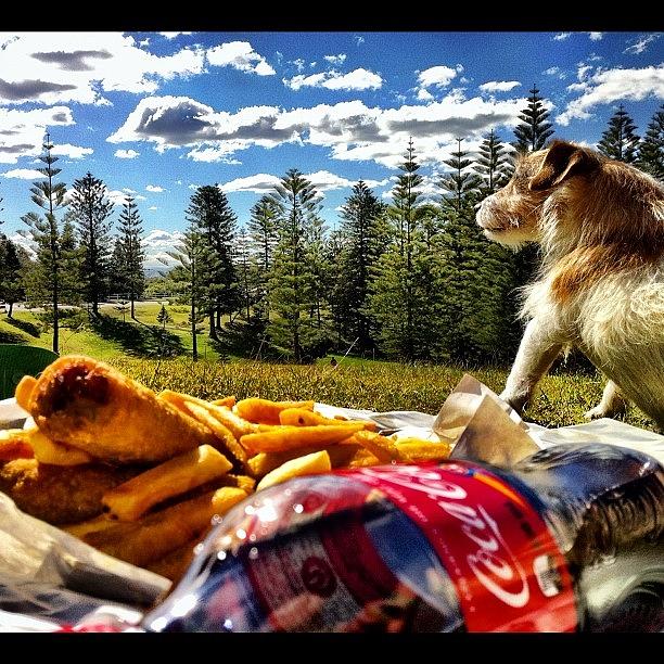 Dog Photograph - #hangover Food In The Park by Adam Davies