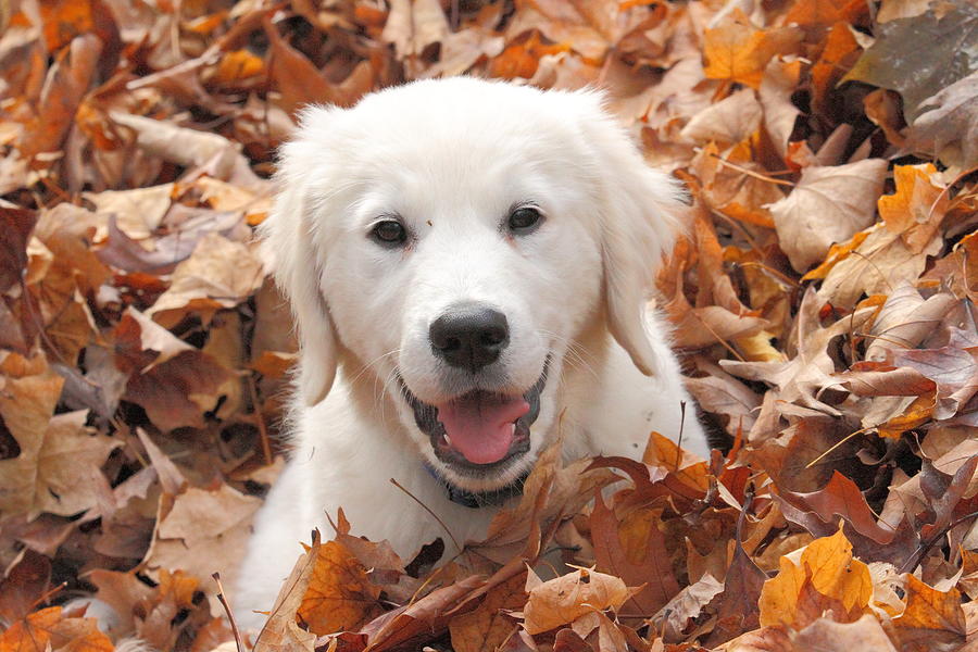 Happiness is a Pile of Leaves Photograph by Coby Cooper