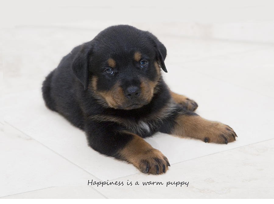 Rottweiler Photograph - Happiness is... by Hazel Billingsley