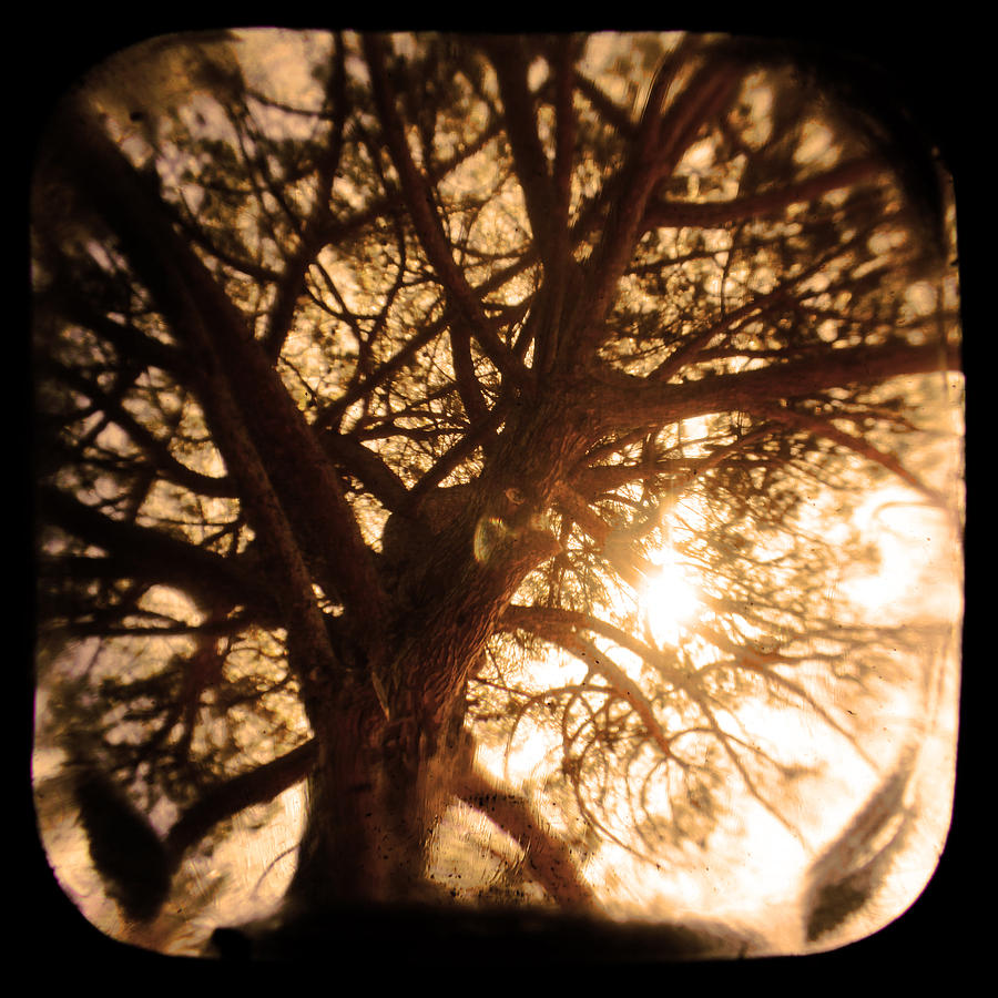 Tree Photograph - Happiness Lives by Andrew Paranavitana