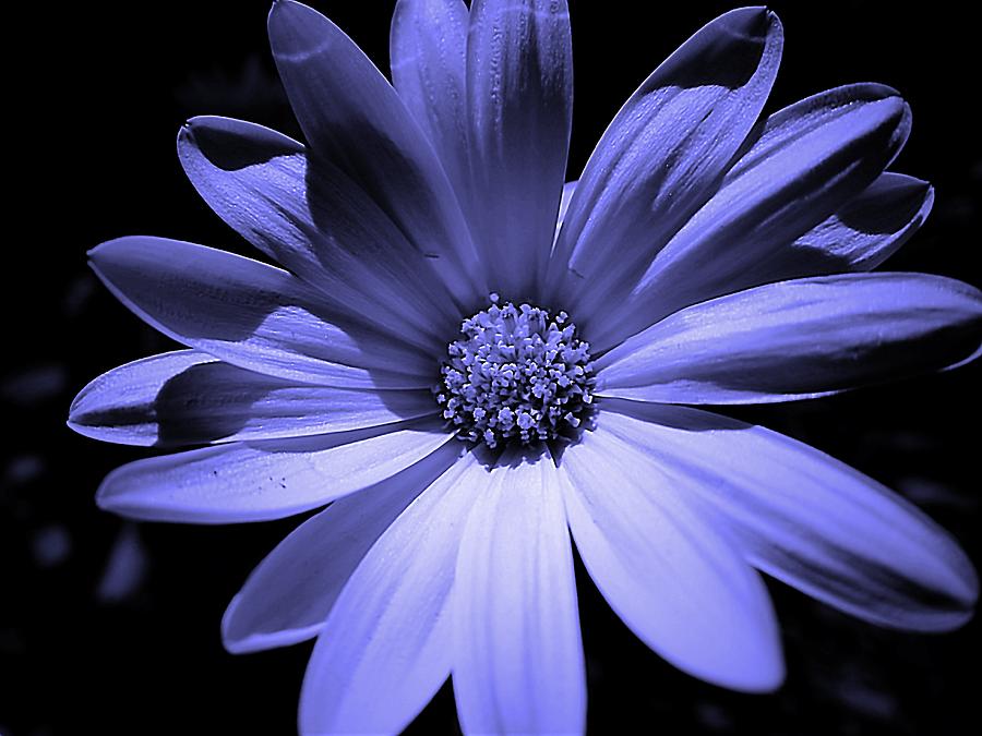 Happy African Daisy in Blue Photograph by Beth Akerman - Fine Art America