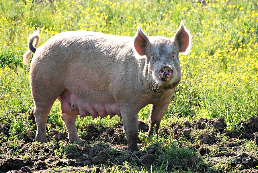 Happy as a Pig in Mud Photograph by Lila Fisher-Wenzel