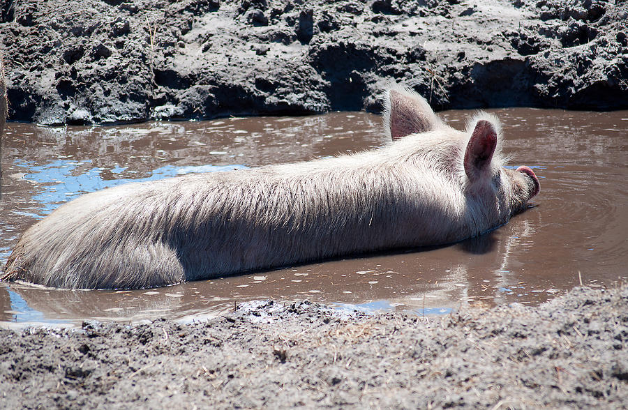 Happy As A Pig In The Mud Photograph by Kenneth Albin