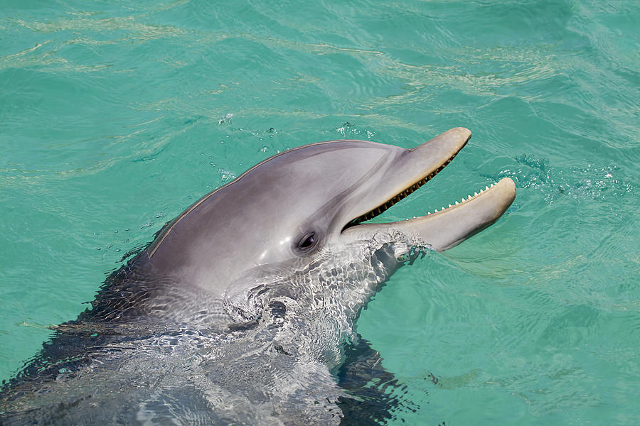Animal Photograph - Happy Atlantic Bottlenose Dolphin by Dave Fleetham
